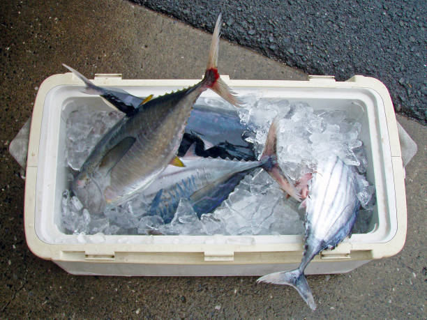 Coolerbox full of ocean fresh Skipjack tuna, bonito (Katsuo) and Tuna, landed by the Japanese fisherman. stock photo