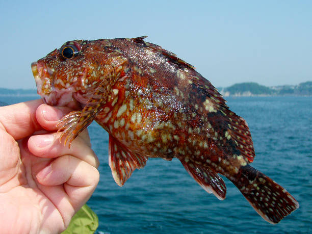 mão desembarcou japonês mais popular e delicioso peixe de rocha de mármore "kasago" - rockfish - fotografias e filmes do acervo