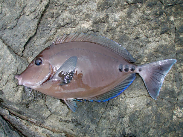 Free picture: cached, fish