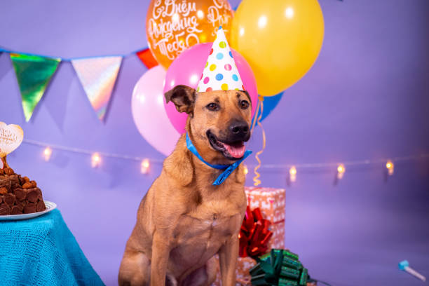 istock Dog's birthday, balloons, flags, cake. Festive atmosphere. 1367091998