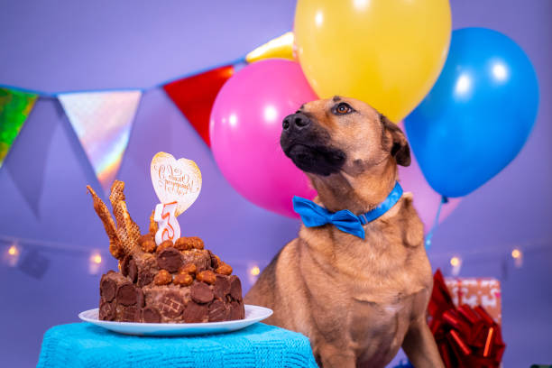 istock Dog's birthday, balloons, flags, cake. Festive atmosphere. 1367091999