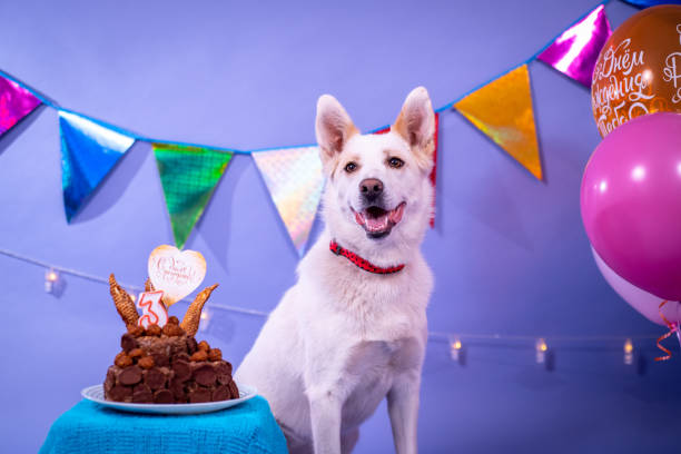 istock Dog's birthday, balloons, flags, cake. Festive atmosphere. 1367092008