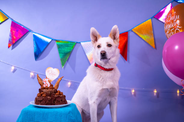 istock Dog's birthday, balloons, flags, cake. Festive atmosphere. 1367092011