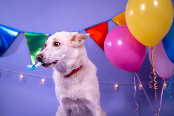 istock Dog's birthday, balloons, flags, cake. Festive atmosphere. 1367092012