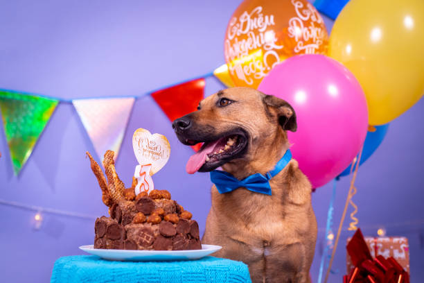 istock Dog's birthday, balloons, flags, cake. Festive atmosphere. 1367092019