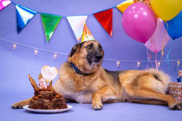 istock Dog's birthday, balloons, flags, cake. Festive atmosphere. 1367092029