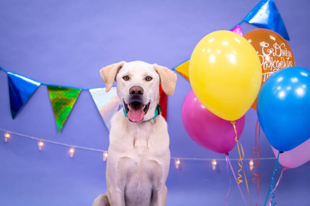 istock Dog's birthday, balloons, flags, cake. Festive atmosphere. 1367092040