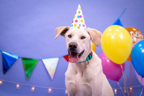 istock Dog's birthday, balloons, flags, cake. Festive atmosphere. 1367092046