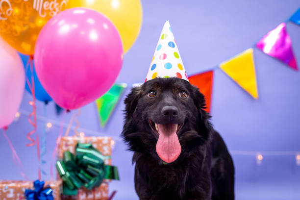 istock Dog's birthday, balloons, flags, cake. Festive atmosphere. 1367092052