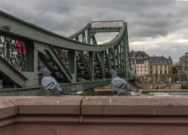 two pigeons on the iron footbridge, frankfurt, germany