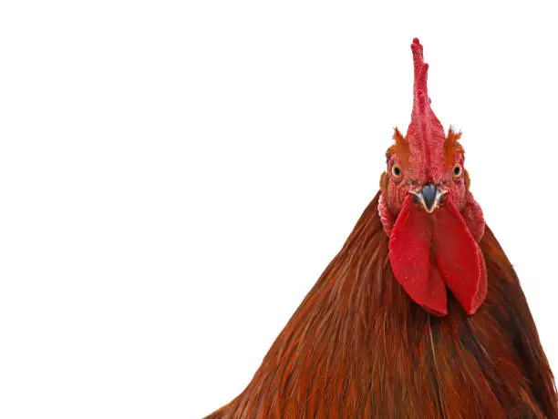 Photo of male chicken, rooster head looks straight into the cam isolated on a white background with copy space