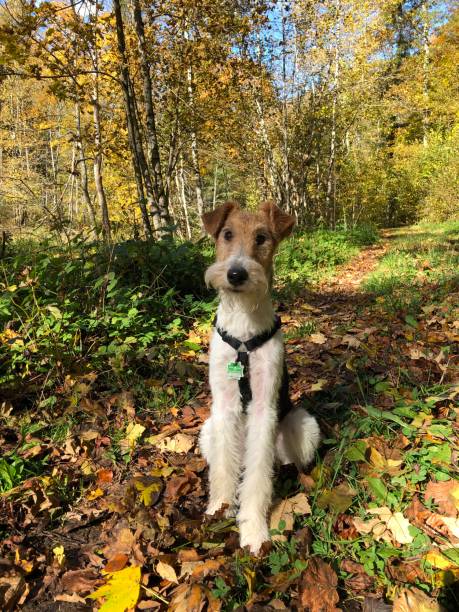 istock A fox terrier is sitting and looking at the camera 1367093091
