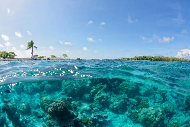 Rangiroa - tuamotu - french polynesia - transparent blue lagoon and white sand beach