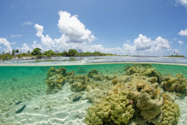 istock Rangiroa - tuamotu - french polyneia 1367094227