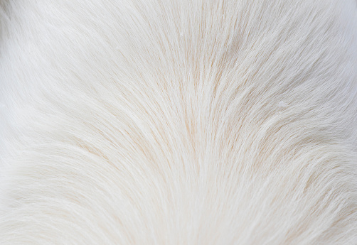 White dog fur background and texture, high angle view