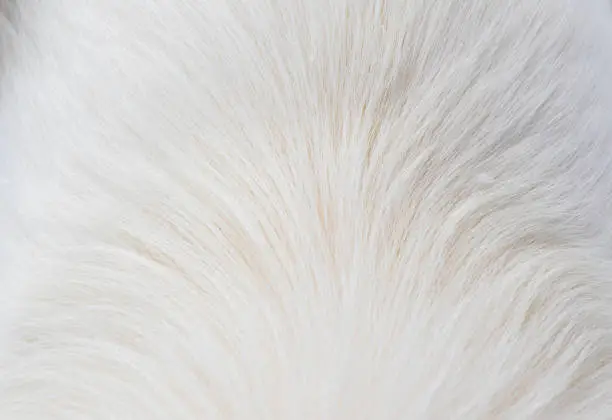 Photo of White dog fur