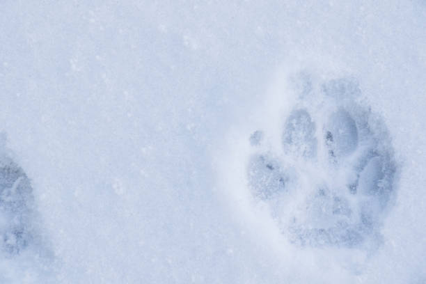 istock Dog foot print on the white snow 1367095256