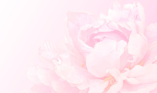 istock Pink pastel background with peony for design 1367097338