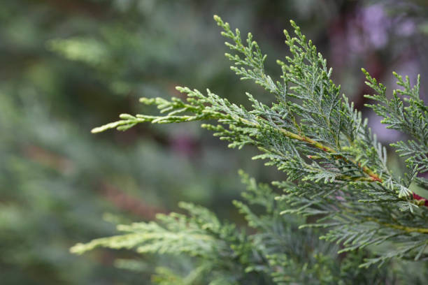 istock Cupressus macrocarpa or Hesperocyparis macrocarpa, Monterey cypress 1367099489