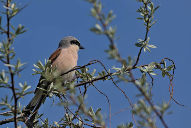 istock Red-backed shrike in natural habitat. 1367100929