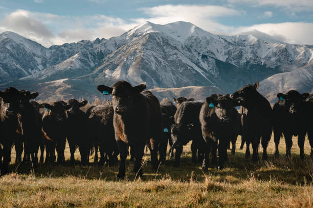 vaches noires regardant la caméra avec une vue imprenable sur les alpes du sud, nouvelle-zélande - prairie farm winter snow photos et images de collection