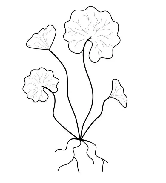 Vector illustration of gotu cola or centella asiatica