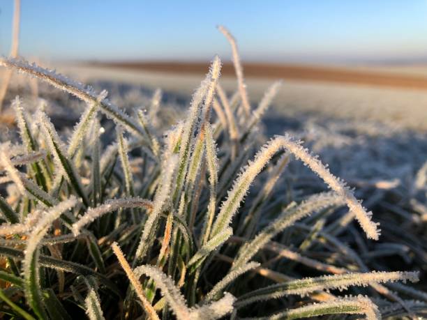 istock Frosty winter with hoarfrost over the grass 1367104966