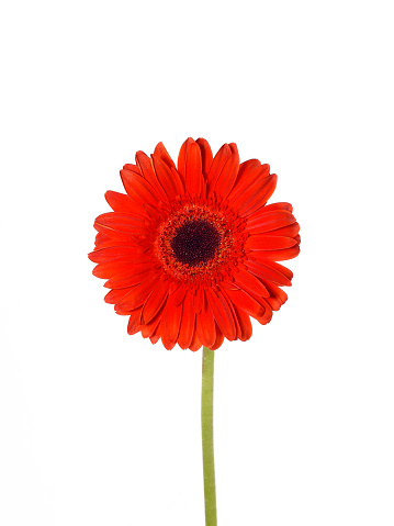 single Red gerbera daisy on white background