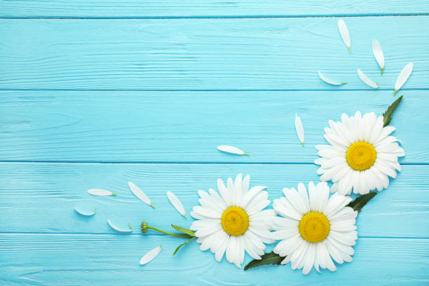 istock Beautiful chamomile flowers on turquoise wooden background, flat lay 1367105281