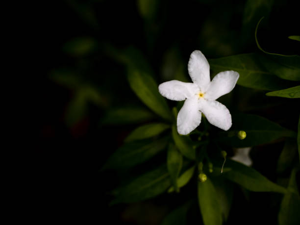 istock Single Gardenia Flower Blooming 1367106013