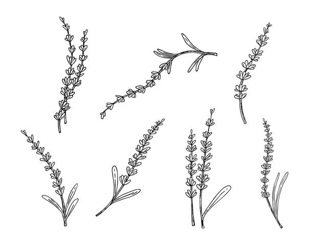 ilustrações, clipart, desenhos animados e ícones de conjunto lavanda, esboço desenhado à mão, arte de linha. decoração floral botânica. decoração de flores botânicas, flor de campo francês, produto orgânico natural, erva. projeto para medicina, aromaterapia, cerimônia de chá - tratamento botânico de balneário