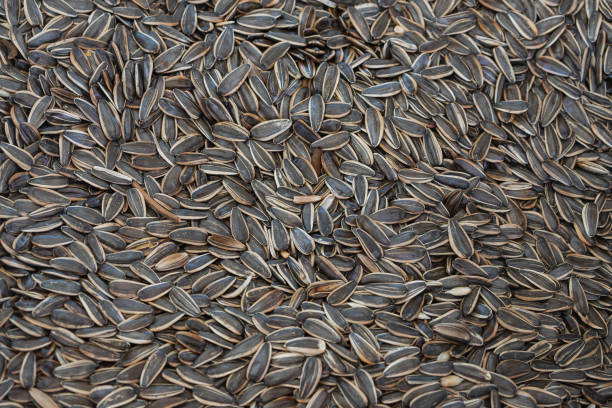 istock Dry sunflower seeds, 1367106312