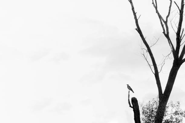 black and white. Bird is sitting on a branch