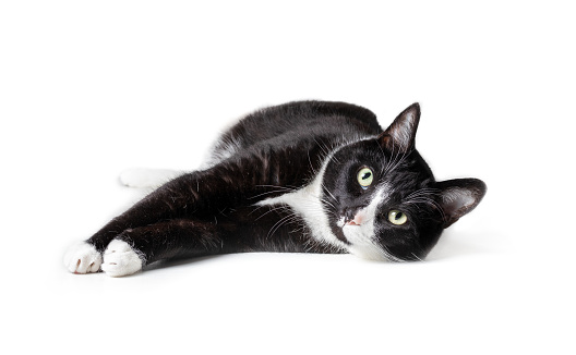 Large black and white male cat in relaxed and exposed pose. Isolated on white. Selective focus.