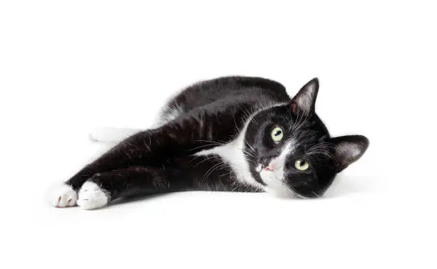 Photo of Tuxedo cat lying stretched out and looking at camera, front view.