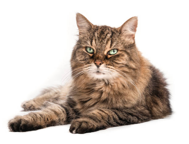 Long hair tabby cat with beautiful green eyes and long whiskers, lying sideways. Relaxed senior cat (14 years) looking at camera. Full body portrait of female cat. Isolated on white. tabby cat stock pictures, royalty-free photos & images