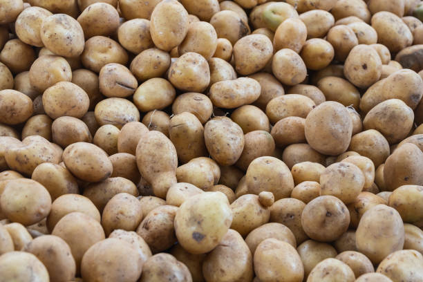 istock Fresh organic brown unpeeled potatoes 1367108538