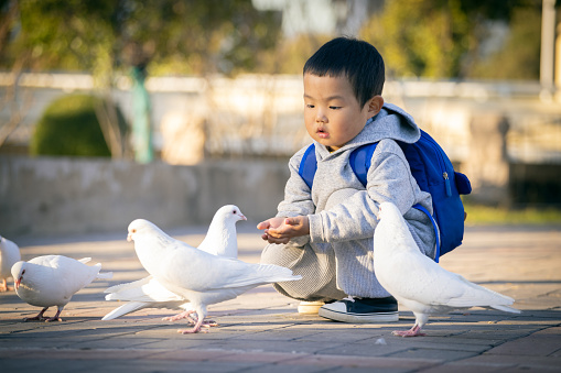 Little boy feeding pigeons at park