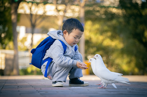 Little boy feeding pigeons at park