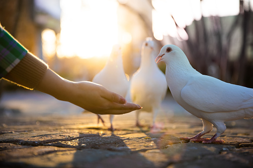 Close-up hand feeding pigeons