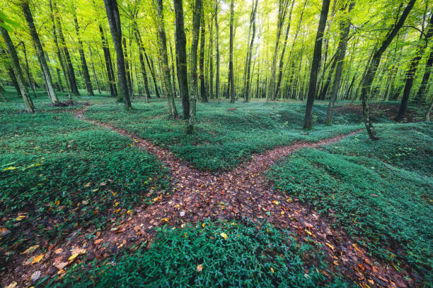 lasu skrzyżowanie - beech leaf leaf tree green zdjęcia i obrazy z banku zdjęć