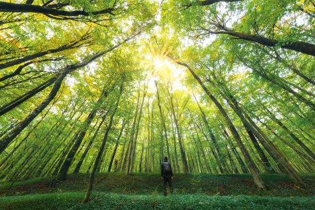 possente foresta verde - beech leaf low angle view deciduous tree tree trunk foto e immagini stock