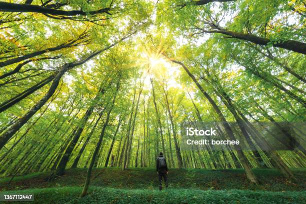 Mighty Green Forest Stock Photo - Download Image Now - Tree Canopy, Tree, Directly Below