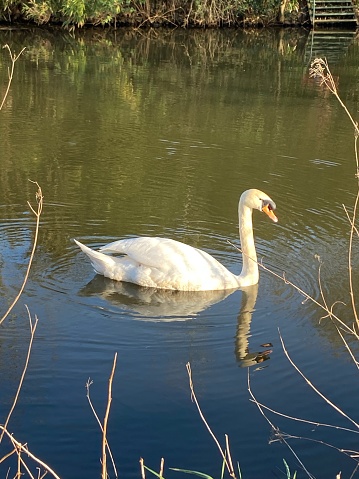 Close-up of a swan on the Erft