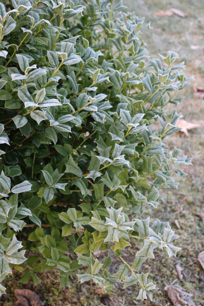 istock Evergreen Holly bush covered with frost 1367114959