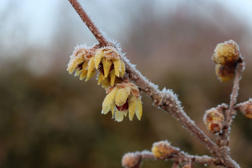 Frost on flowering Chimonanthus praecox or Calycanthus in the garden. Wintersweet bush with yellow flowers on winter