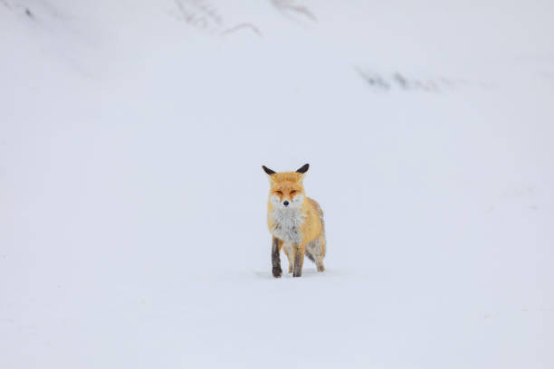 Red Fox in the Palandoken Mountains Erzurum Turkey