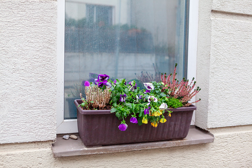 Withered flowers at the window . Exterior view of flowerbed at windowsill