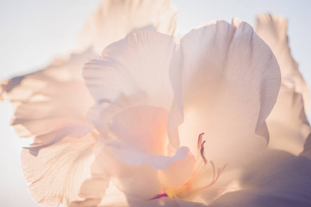 白い花 - nature flower macro summer ストックフォトと画像