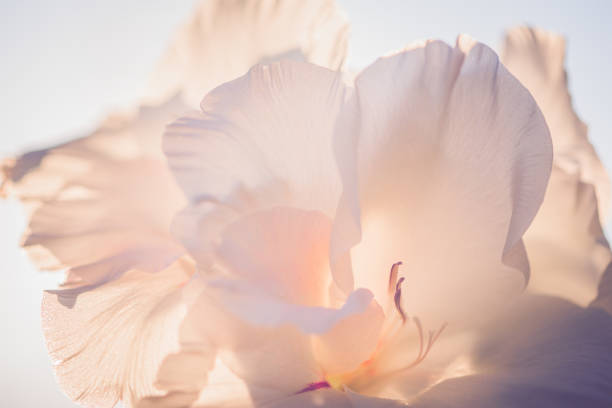 flor branca - cabeça de flor - fotografias e filmes do acervo